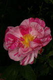 Rosa gallica 'Versicolor' RCP6-2012 132.JPG